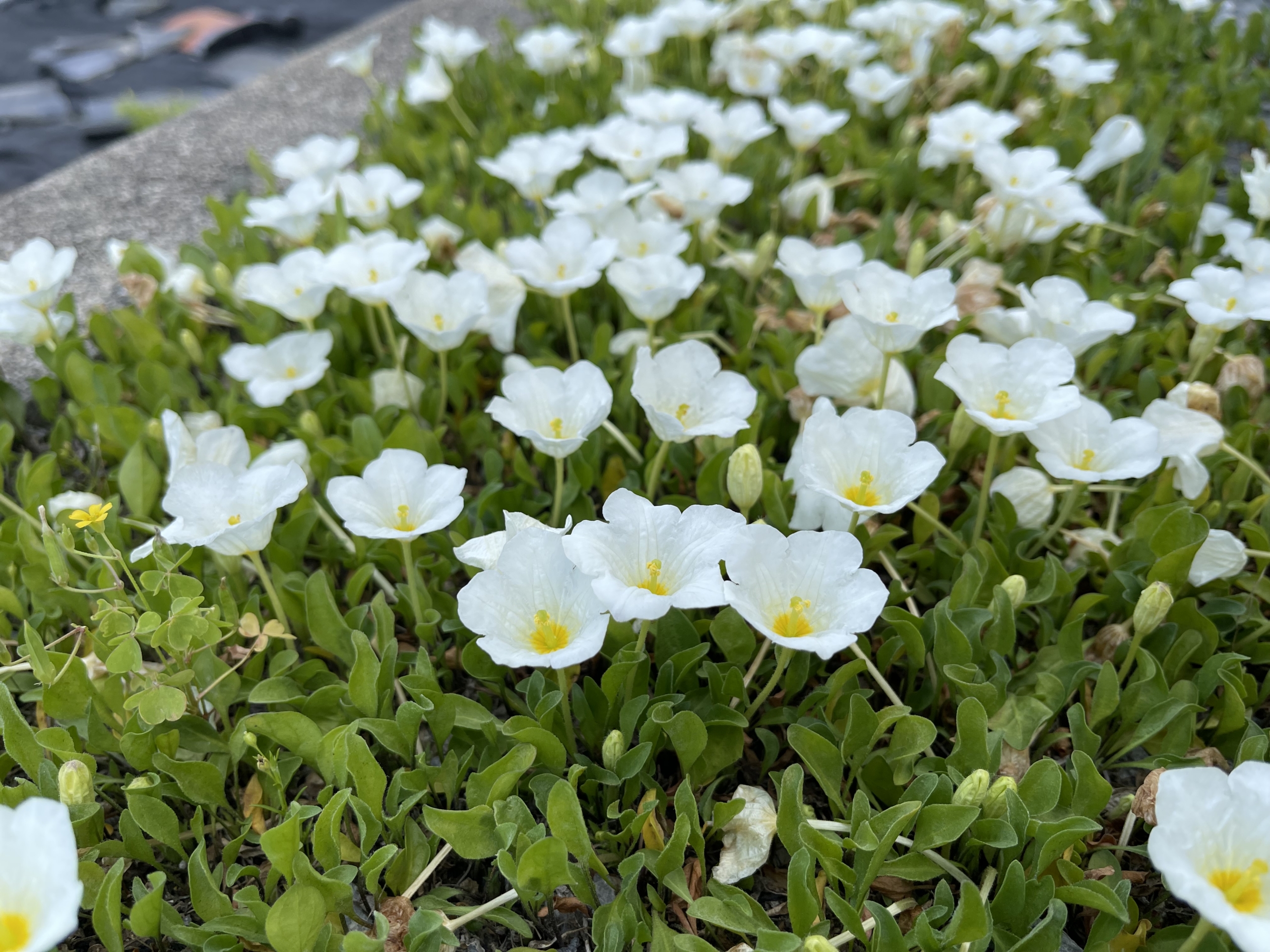 街角花便り vol.22 銀杯草（ぎんぱいそう） | 仏壇・仏具の【大仏堂